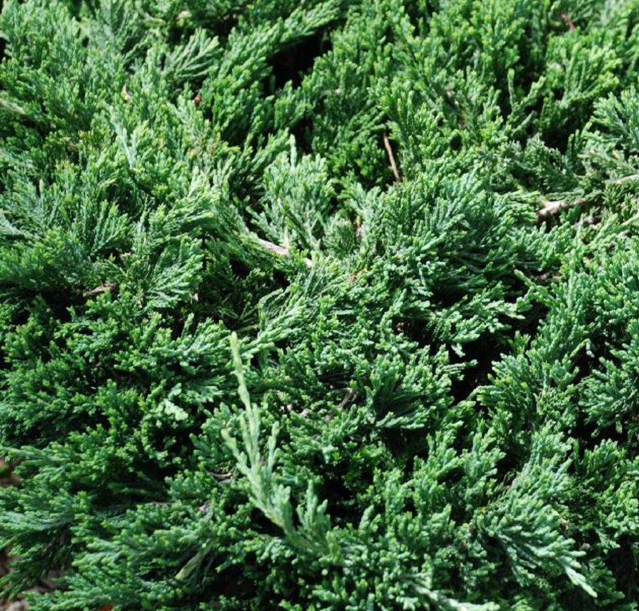 Juniperus formosana