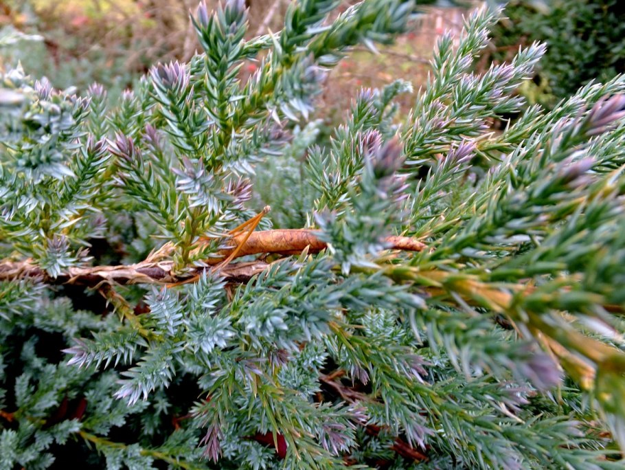 Juniperus Sabina Tamariscifolia