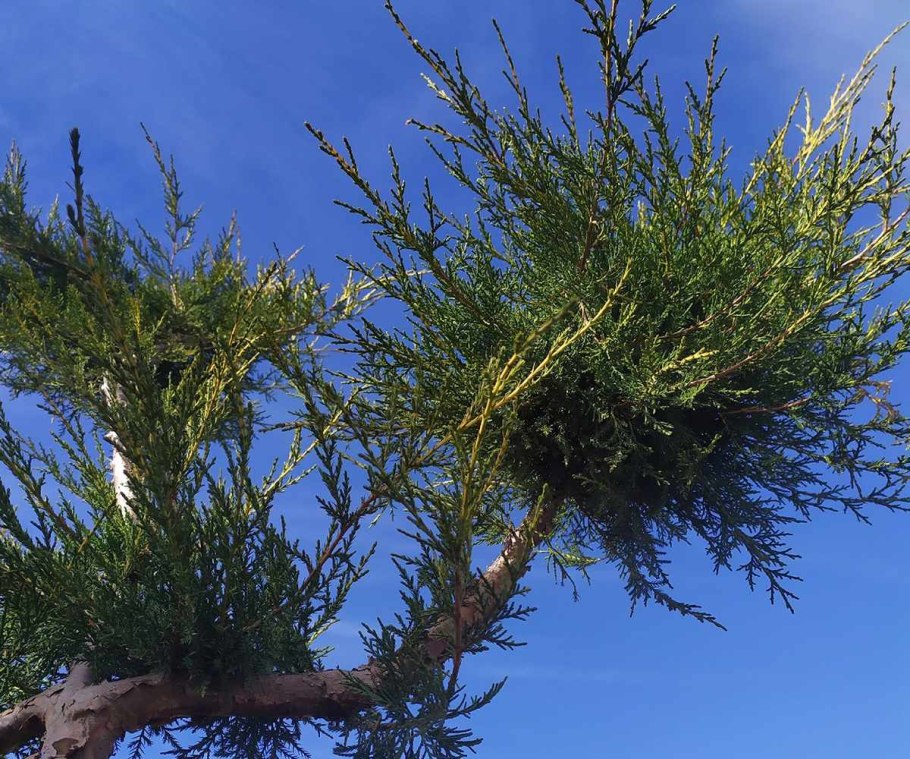 Juniperus horizontalis 'Neumann'с3