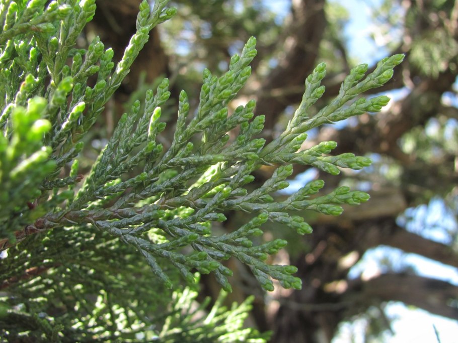 Кедр Juniperus virginiana
