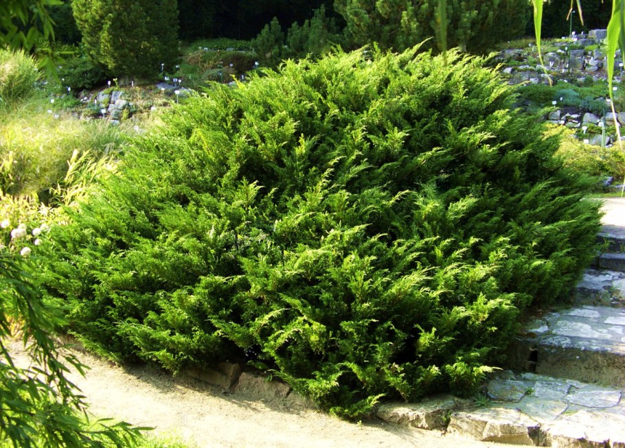 Можжевельник чешуйчатый Floreant