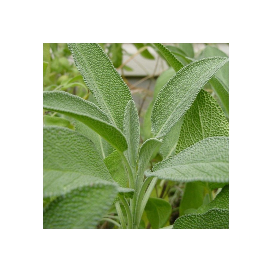 Salvia растение
