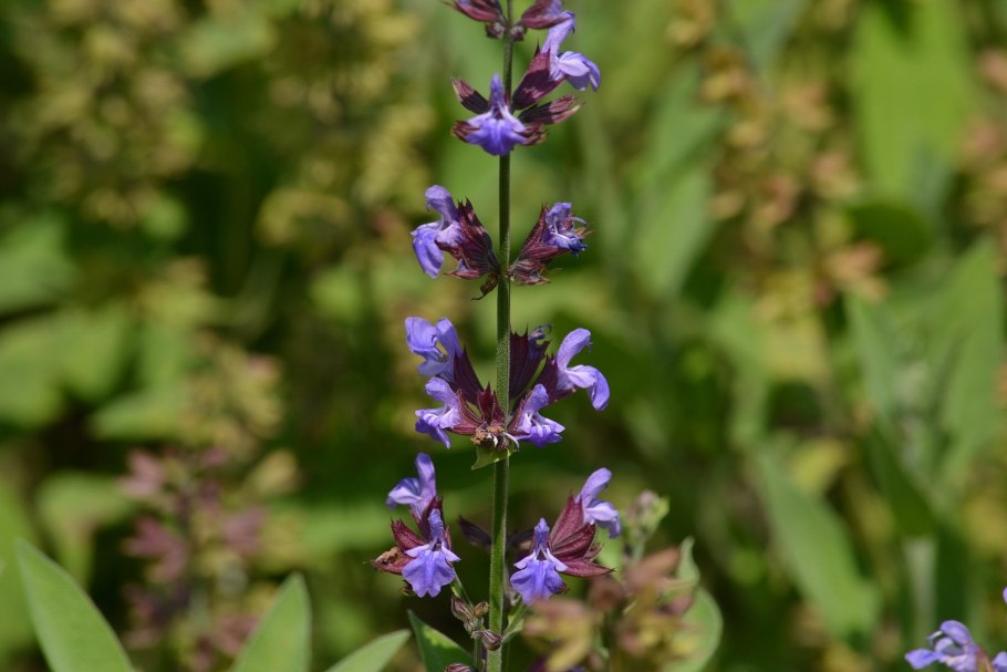 Шалфей лекарственный Purple Beauty