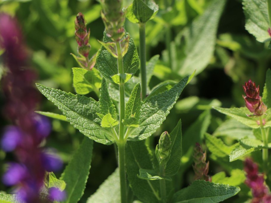 Шалфей Дубравный (Salvia nemerosa) остфрайсланд с2-3 Раг/22