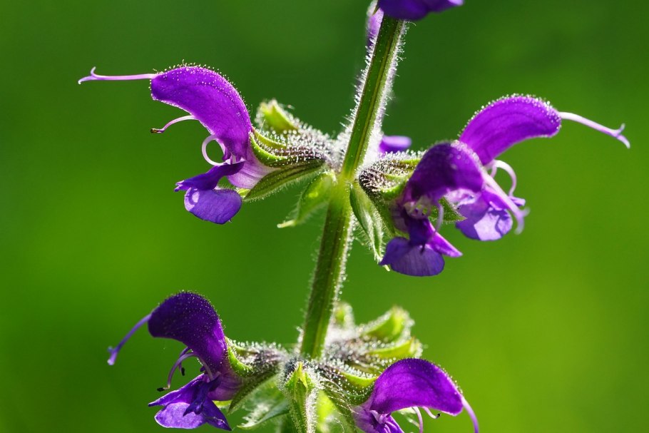 Salvia растение