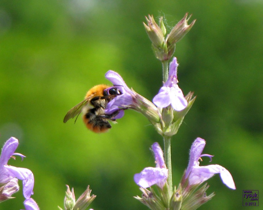 Salvia hians