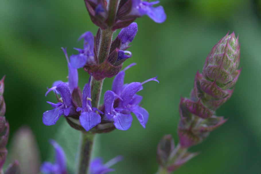 Шалфей лекарственный (Salvia officinalis)