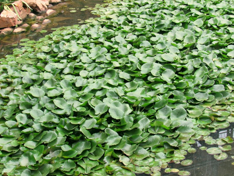 Ива плакучая декоративная