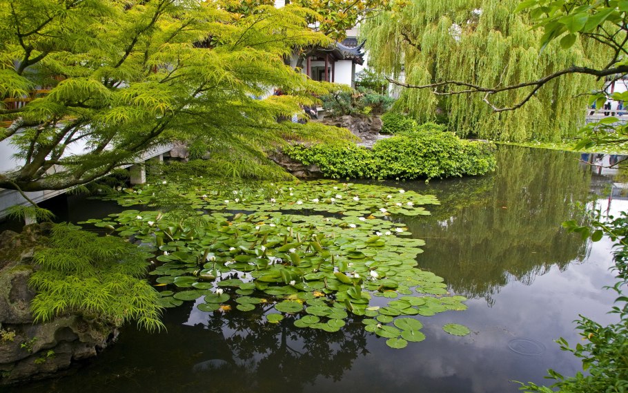 Кувшинка желтая кубышка