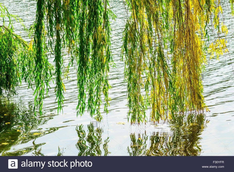 Влаголюбивые растения камыш