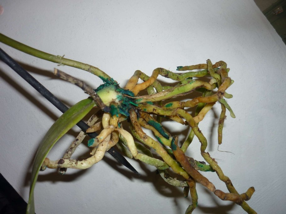 Орхидея фаленопсис гнилые корни