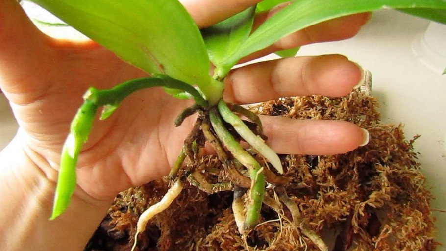 Ризоктония орхидеи