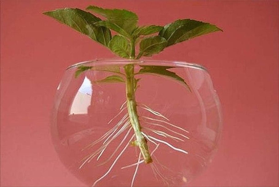 Valeriana officinalis root