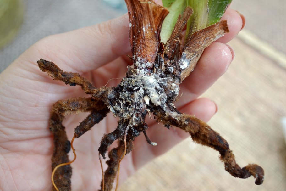 Орхидея обрезать корни