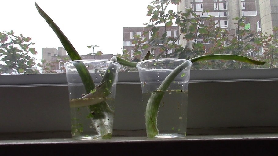 Орхидея фаленопсис реанимация