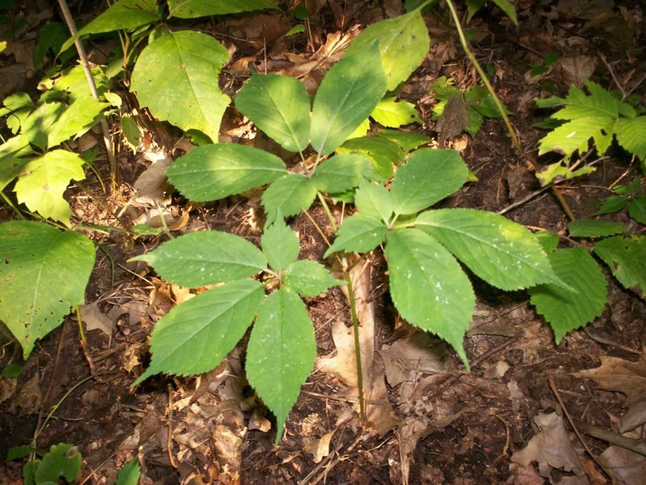 Фаленопсис корни