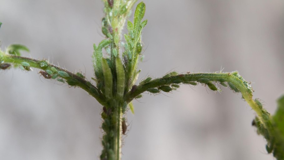 Тля гороховая acyrthosiphon pisum