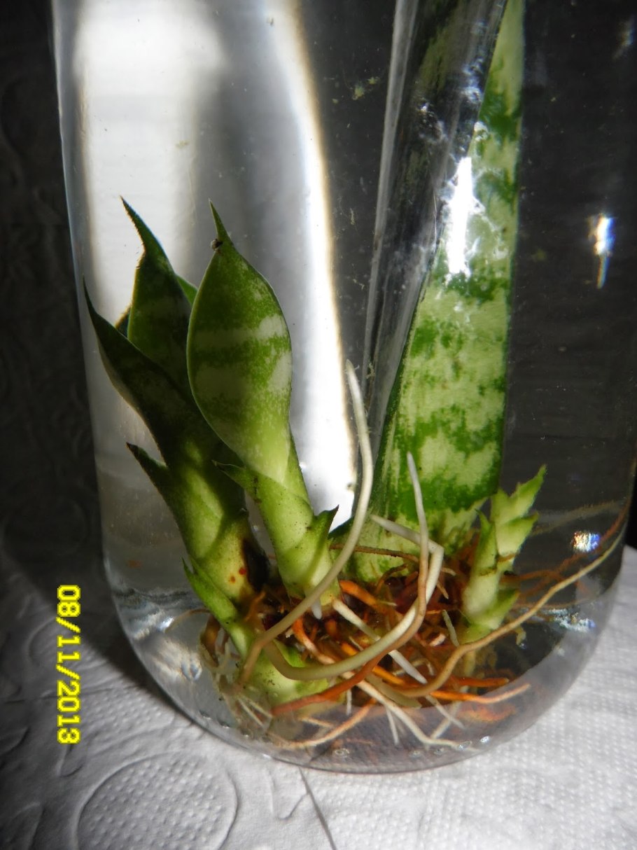 Отростки сансевиерии в воде