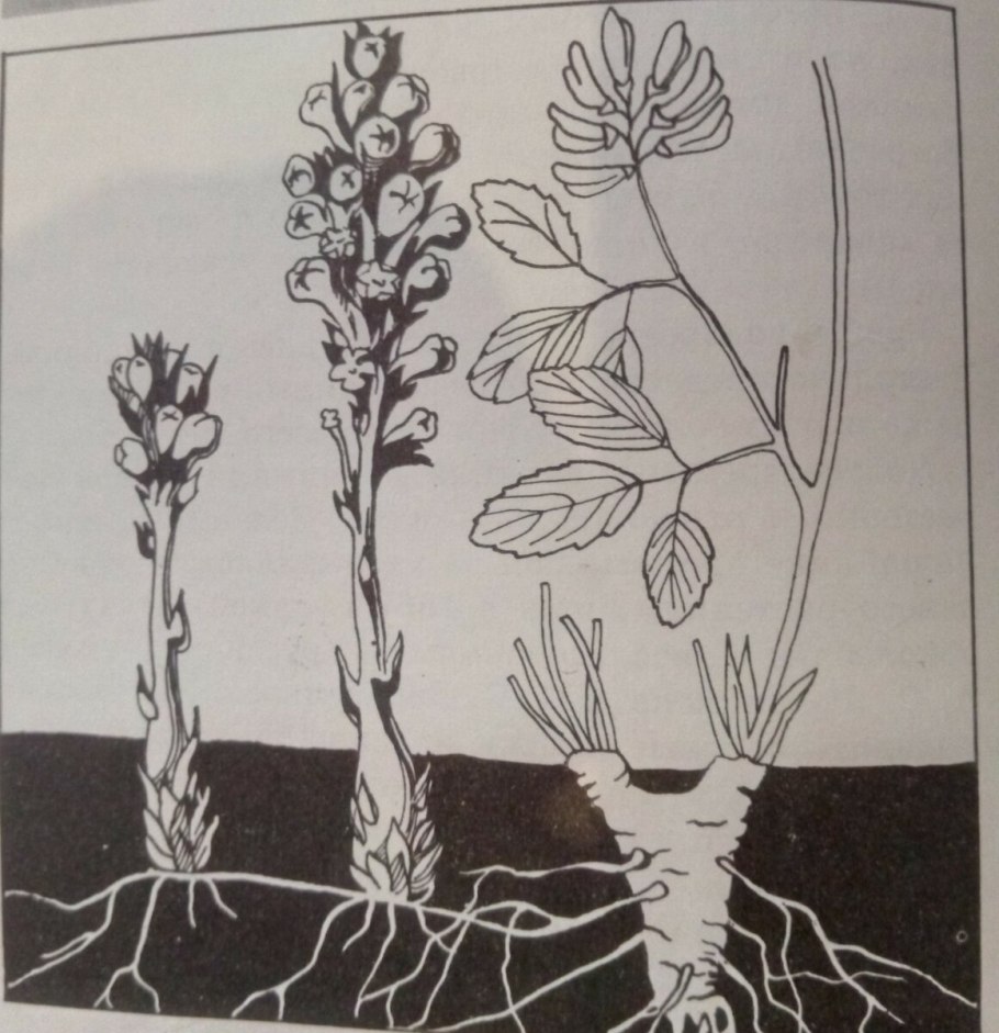 Корневая гниль у орхидей