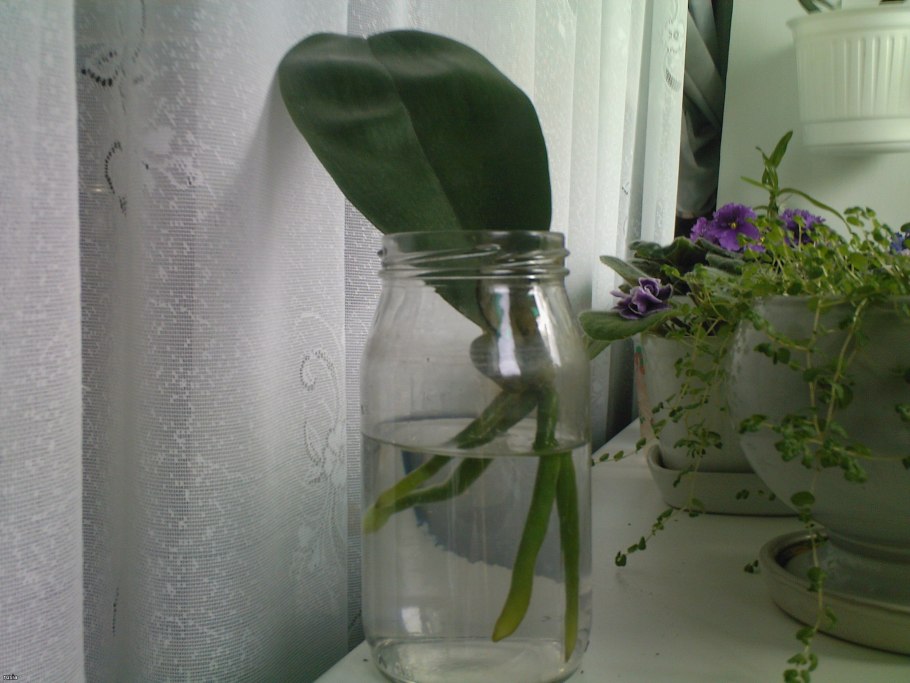 Размножение Агавы листом