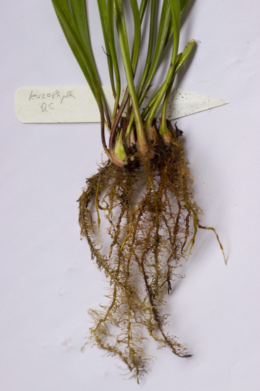 Алоэ Вера размножение листом