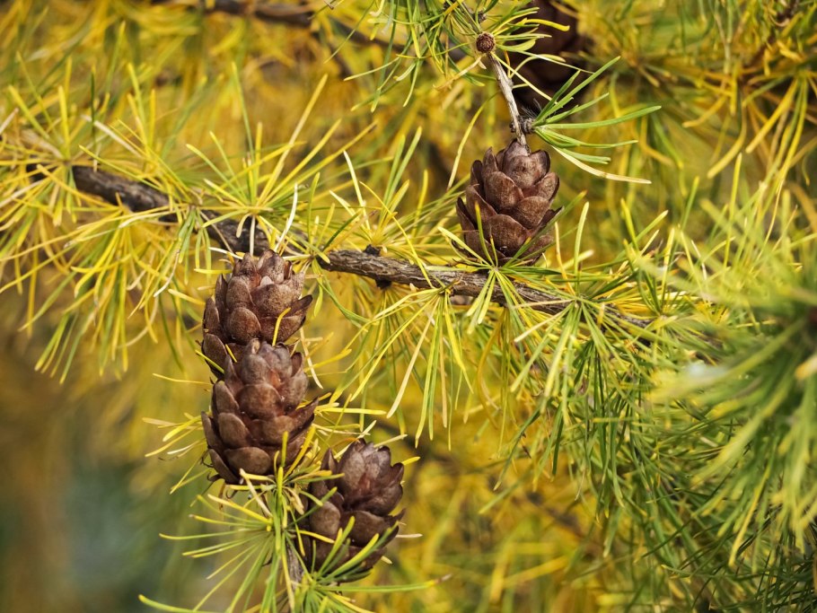 Лиственница Larix decidua