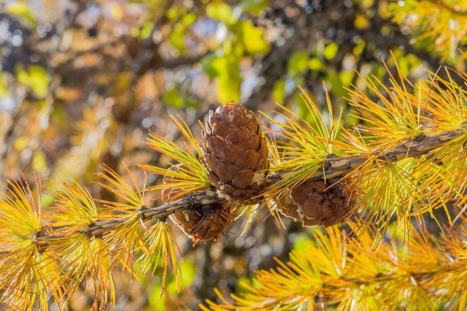 Ветка лиственницы