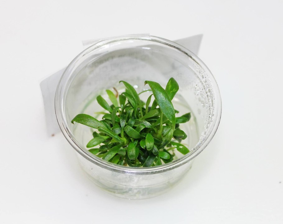 Анубиас Чили