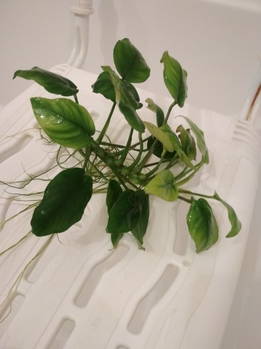 Анубиас копьевидный Anubias hastifolia