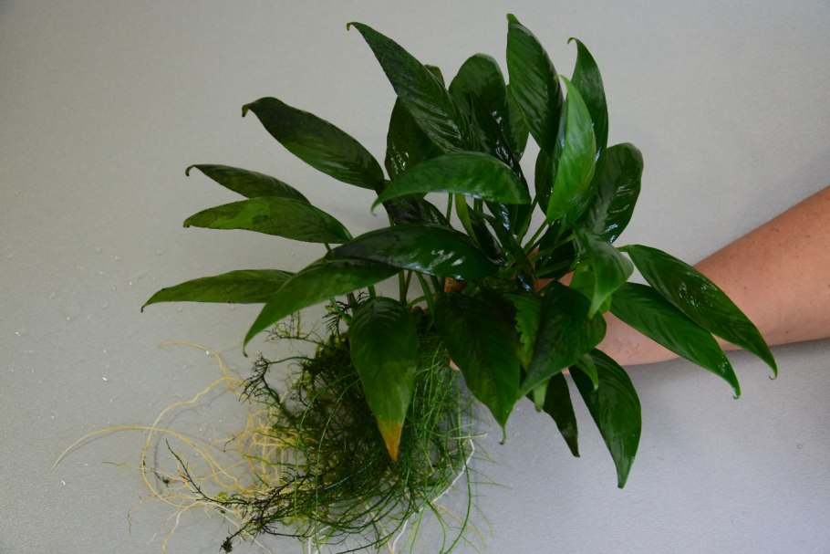 Anubias heterophylla