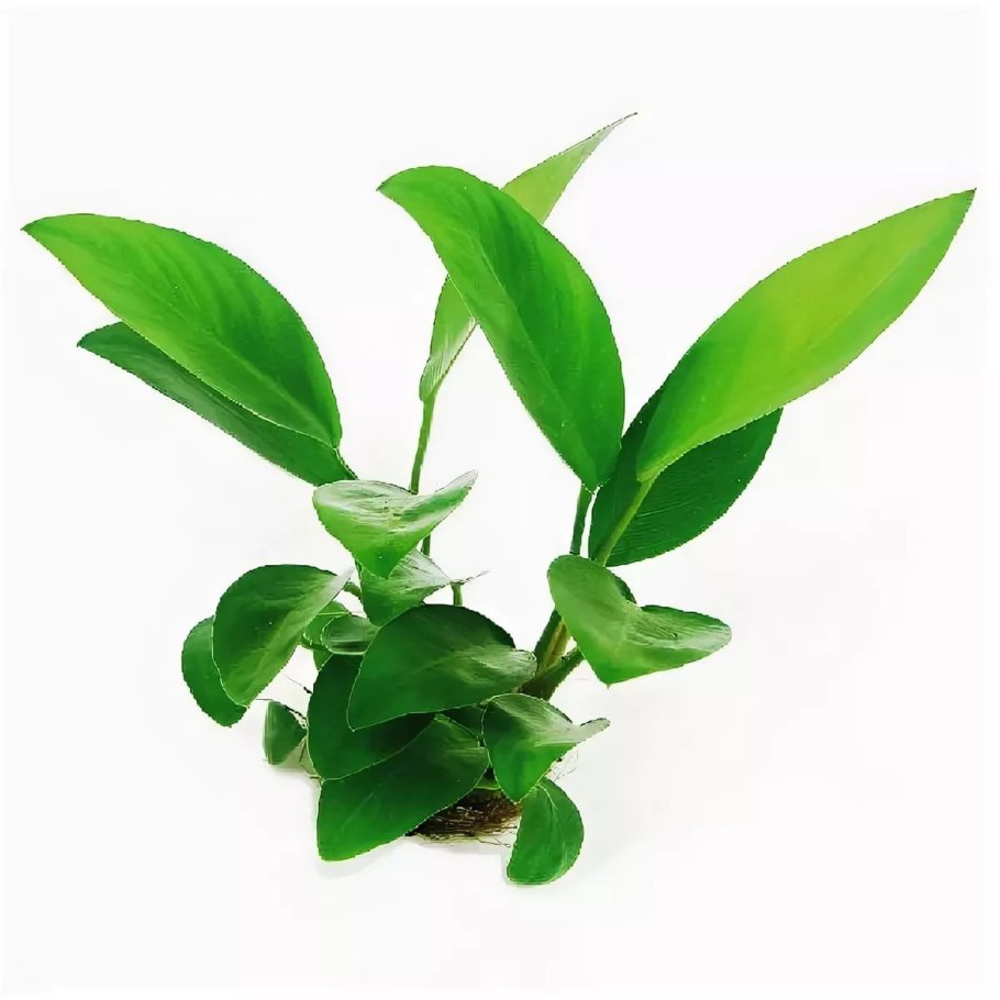 Анубиас Минима