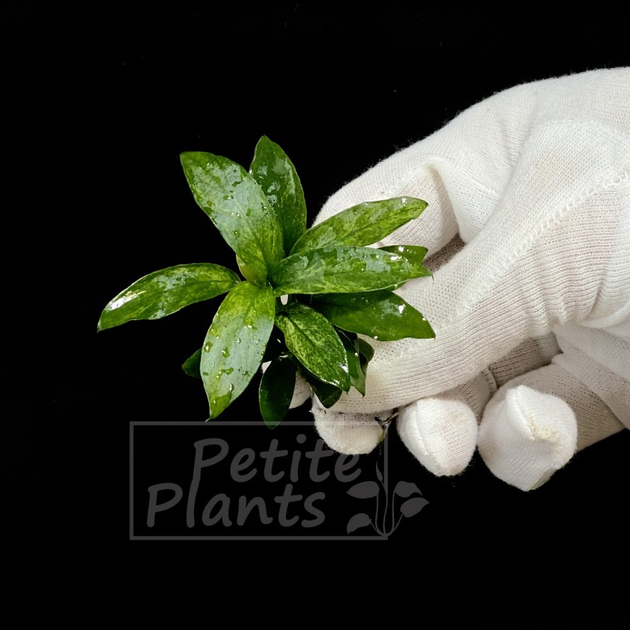 Анубиас черный ангел