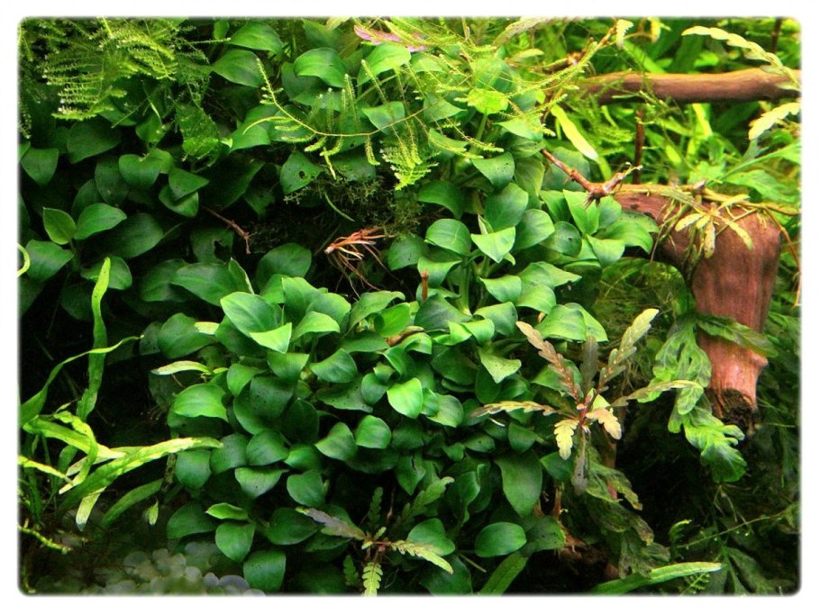 Anubias barteri var. Coffeefolia