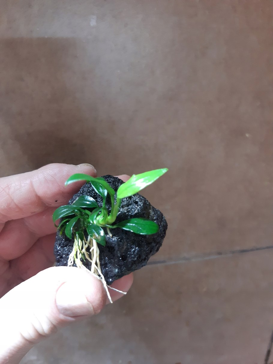 Анубиас бартера Глабра (Anubias barteri var. Glabra)