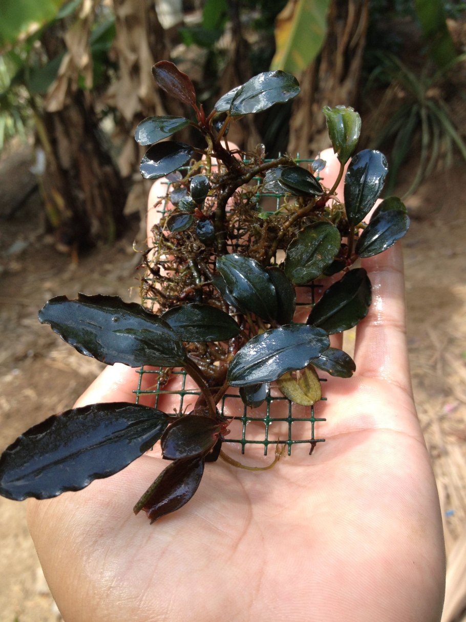 Анубиас Нана, куст