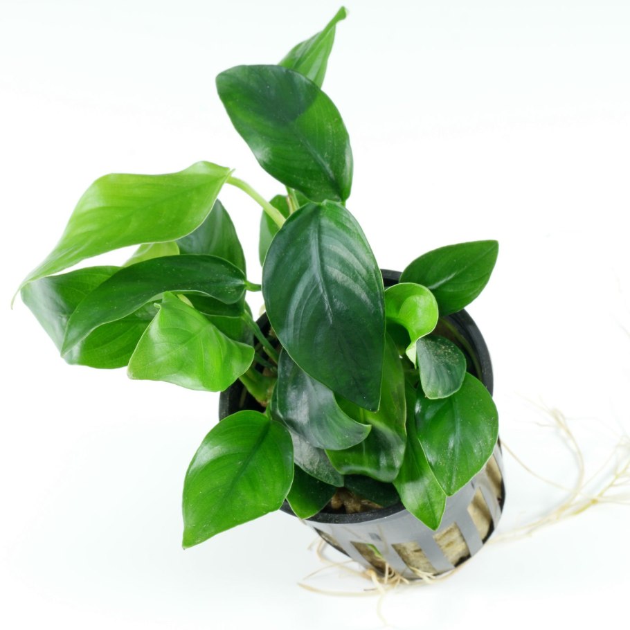 Анубиас Вариегата