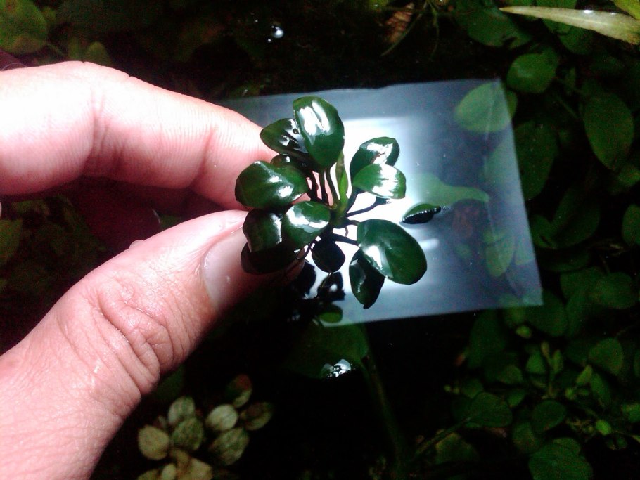 Анубиас Минима