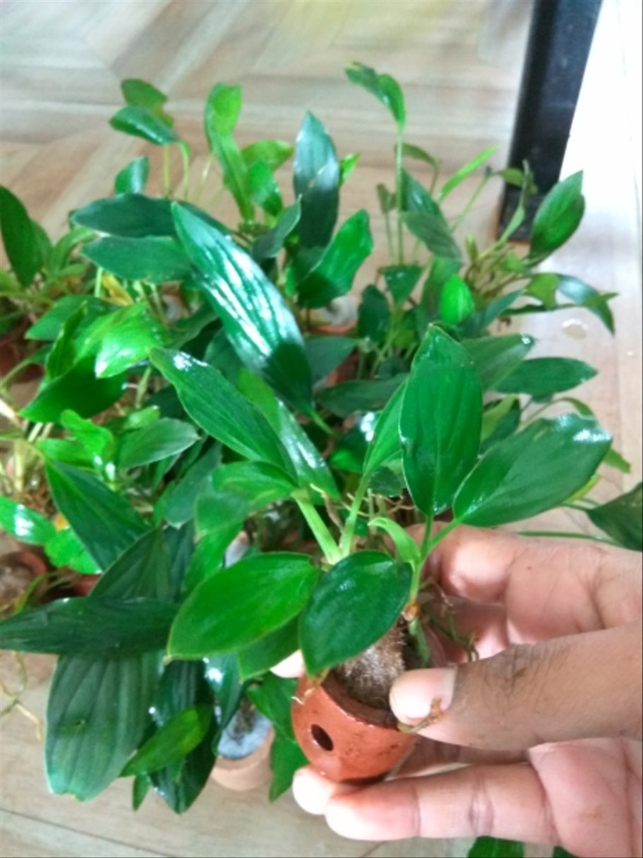 Как закрепить анубиас на кокосе