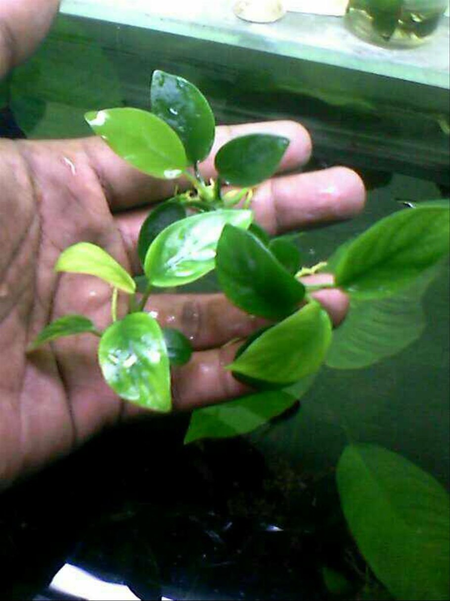 Анубиас конгенсис