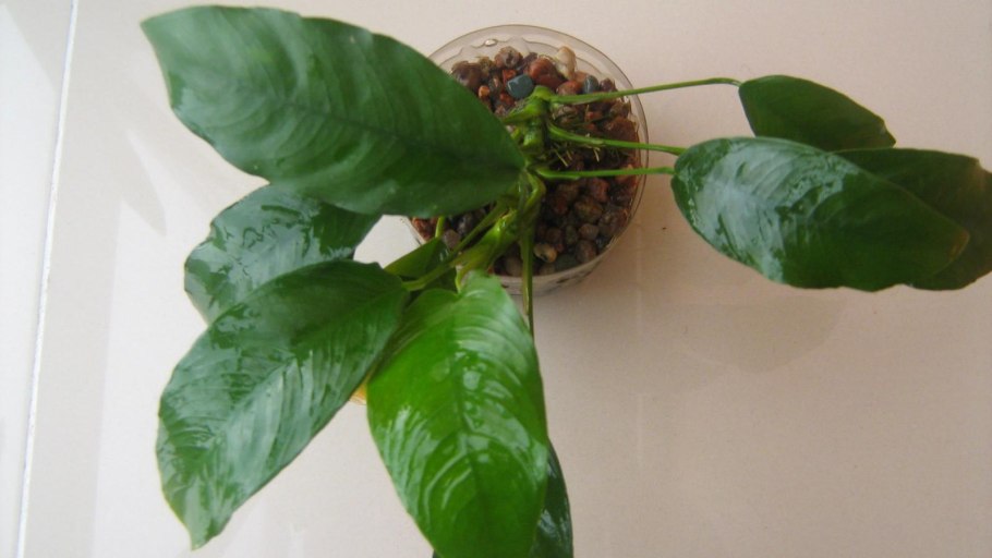 Буцефаландра Голиаф