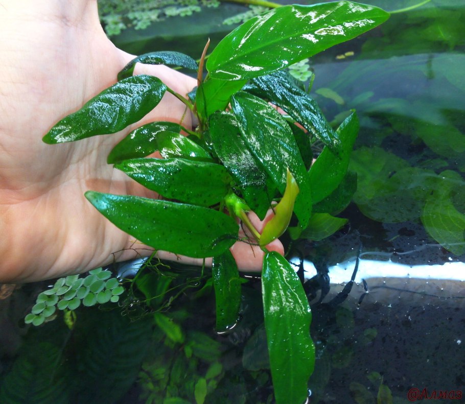 Анубиас Нана карликовый