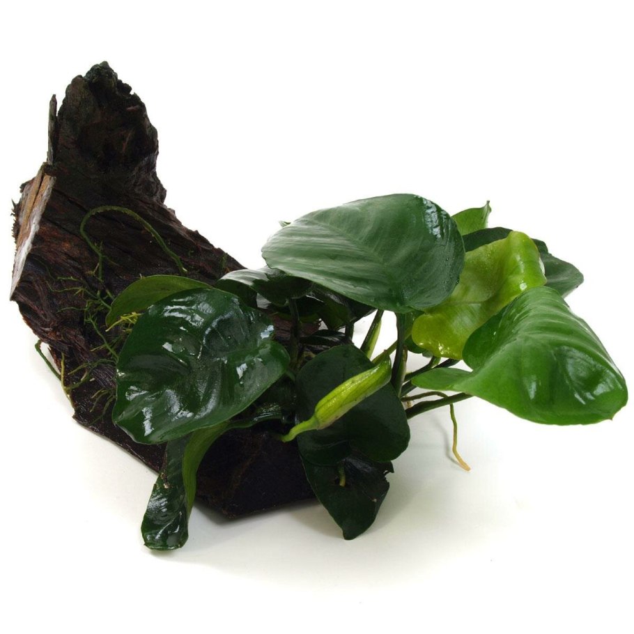 Гигрофила Сиаменсис (связка на свинце)