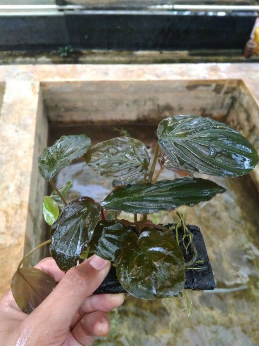 Анубиас Нана карликовый