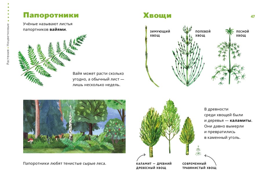Хвощ полевой схема строения