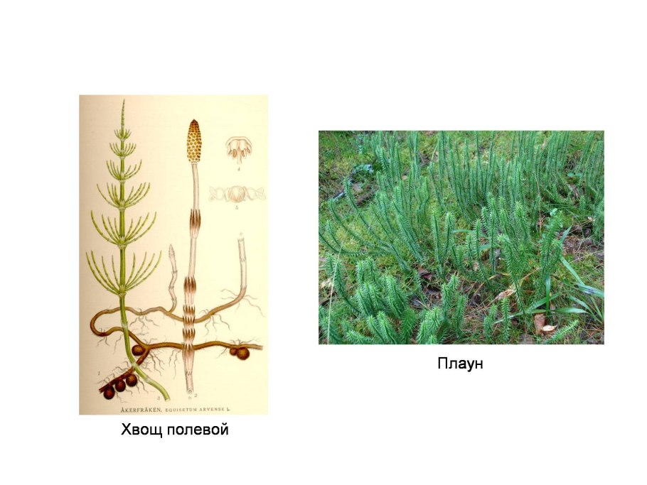 Гаметофит хвоща полевого