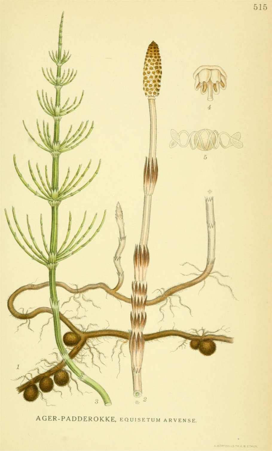 Плаун годичный Lycopodium annotinum l. 2