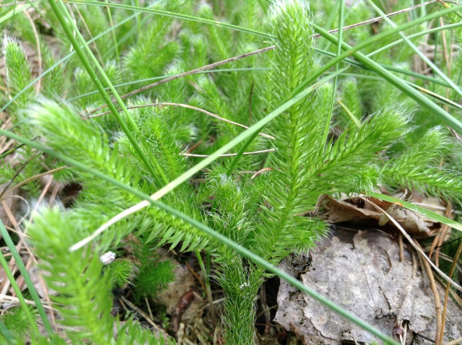 Хвощ полевой Крым