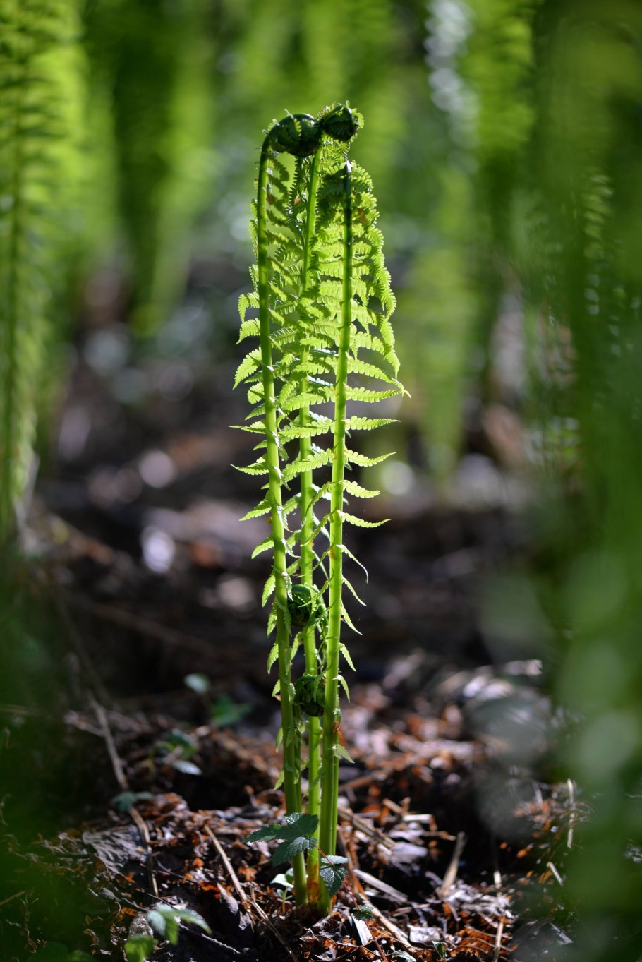 Хвощ полевой папоротник