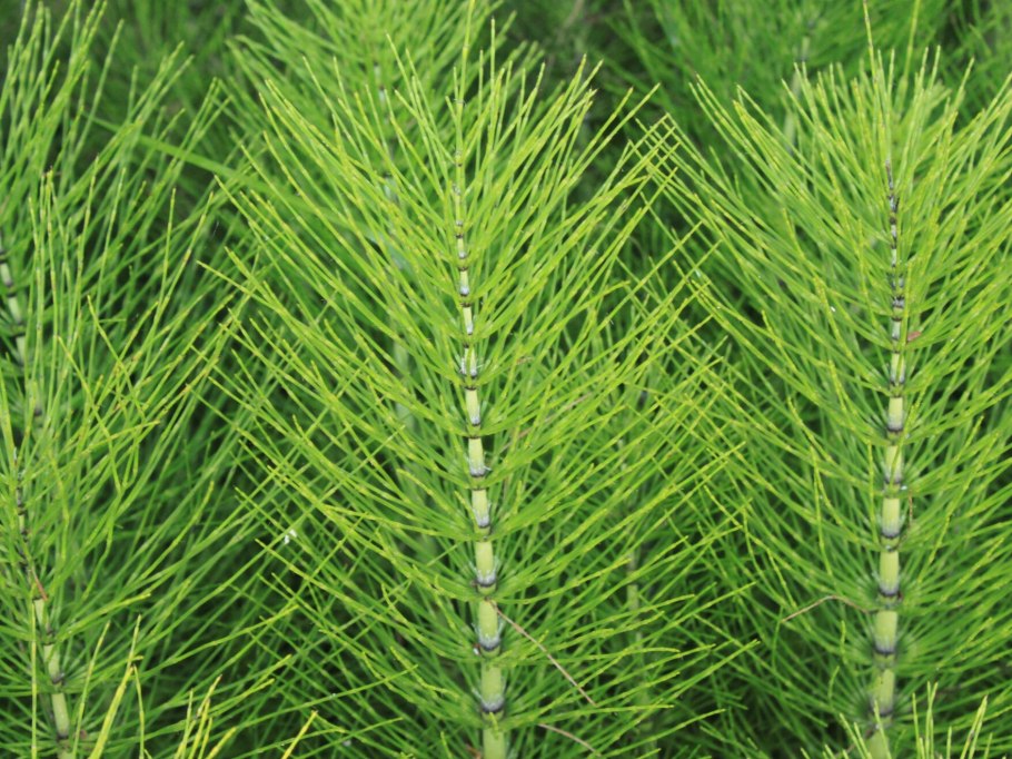 Папоротник малабарский