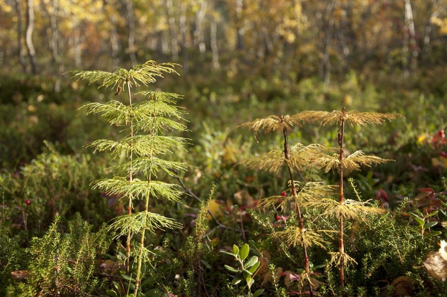 Equisetum giganteum